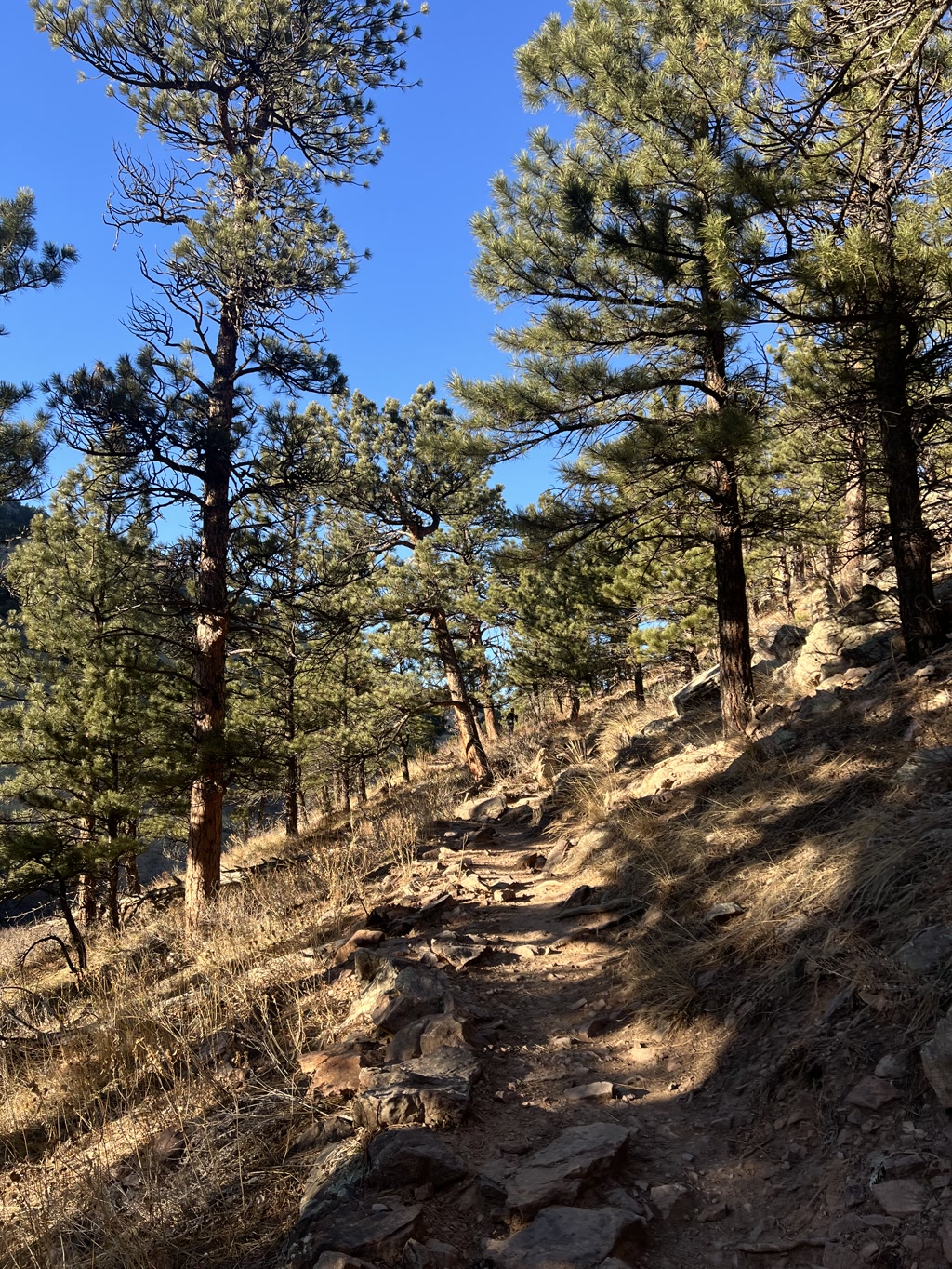 A hiking trail meanders up a forest-covered slope with various sized stones and rocks defining the path. Tall pine trees with dark green needles stand on each side of the rough, uneven trail. Dry grasses and small shrubs are scattered along the edges of the path, while the trees cast shadows in the bright sunlight. Above, a clear blue sky without a single cloud can be seen through the canopy of the trees.