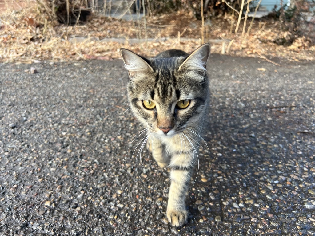 A tabby cat with distinctive striped markings is walking towards the camera on an asphalt surface. The cat has a focused gaze with yellow colored eyes, and prominent white whiskers. Behind the cat is a backdrop of dry grass and a shaded area that might be the entry to a property or a garden. The cat's ears are perked up, and its expression appears curious or attentive as it walks forward.